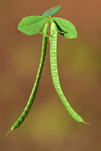 selective focus photography of green peas thumbnail