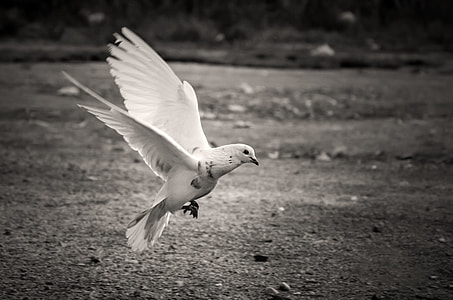 flying white bird thumbnail