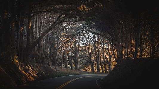 black asphalt road between brown trees during daytime thumbnail