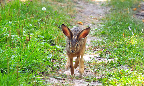 brown bunny on pathway thumbnail