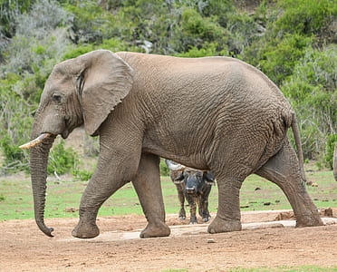 black elephant walking during daytime thumbnail
