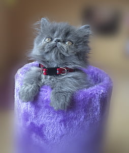 gray Russian kitten on purple case thumbnail