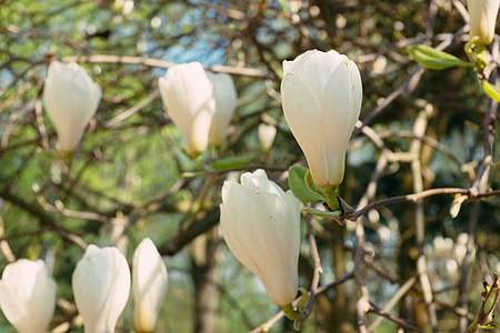 Magnolia thumbnail