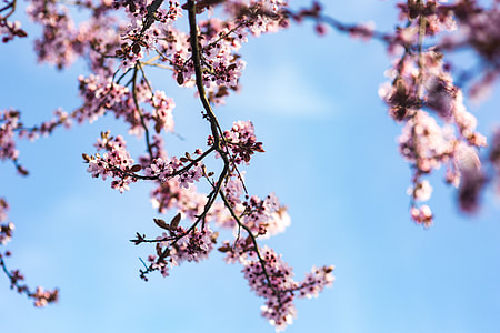 Pink spring flowers thumbnail