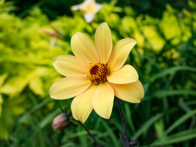 selective focus photography of yellow flowers in bloom thumbnail