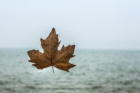 shallow focus of dried leaf during daytime thumbnail