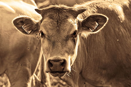 brown cattle thumbnail