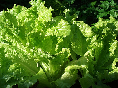 green leaf vegetable thumbnail