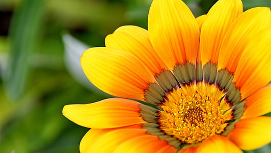closeup photo of a orange petaled flower in bloom thumbnail