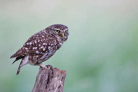 brown owl perched on brown log thumbnail