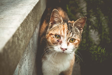shallow focus photography of short-coated orange and white cat thumbnail