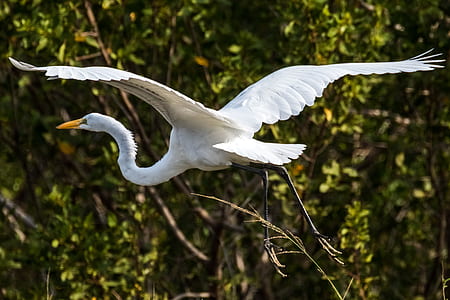 white stork flying thumbnail