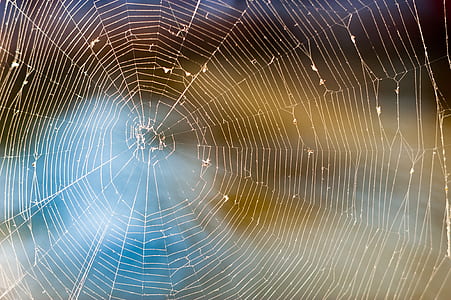 close-up photography of spider web thumbnail