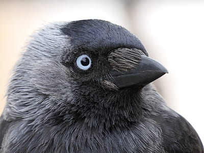 photo of black and gray bird during daytime thumbnail