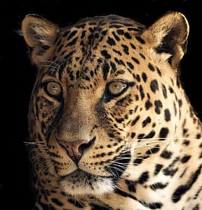 adult orange cheetah thumbnail
