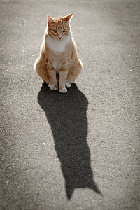 orange tabby cat sitting on gray concrete pavement at daytime thumbnail