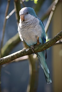 close-up photography of monk parakeet perching on branch thumbnail