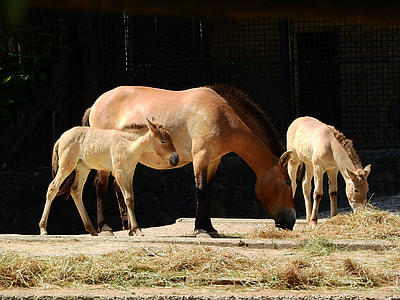 Przewalski'S Horse, Equus Przewalskii thumbnail