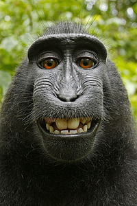black monkey thumbnail