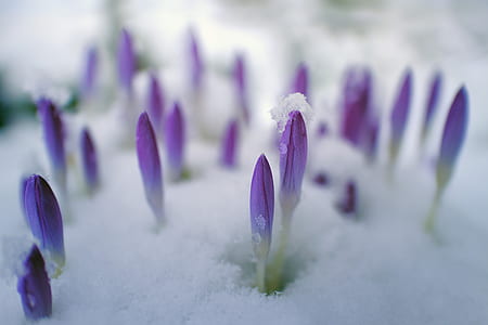 selective focus photography of purple flower nuds thumbnail