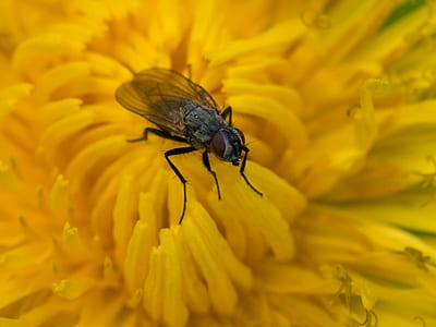 Fly On Yellow Flower thumbnail
