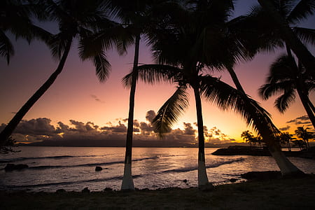 palm trees by the beach during orange sunset thumbnail