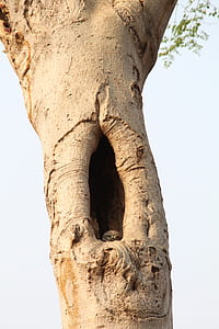 tree trunk with nest thumbnail