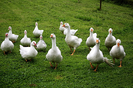 flock of ducks walking on grass thumbnail