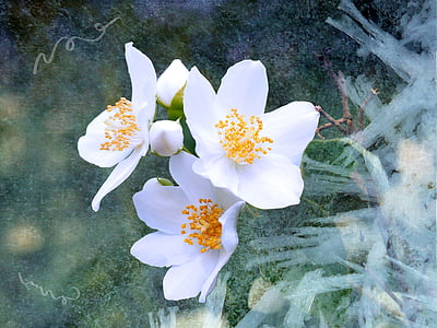 shallow focus photography of white flowers thumbnail