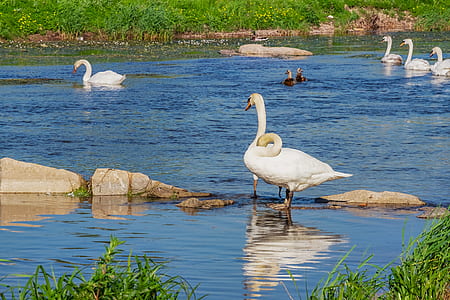 brood of swans in body of water thumbnail