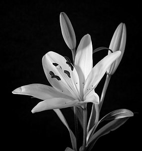 grayscale photo of lily in bloom thumbnail