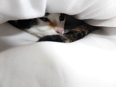 calico cat hiding in white textile thumbnail