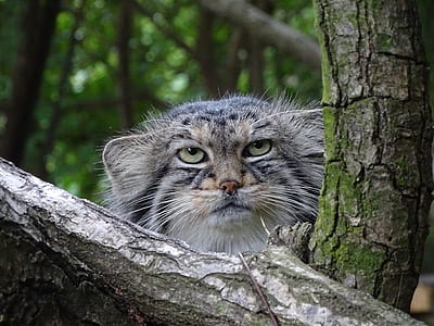 black and white wildcat on tree thumbnail