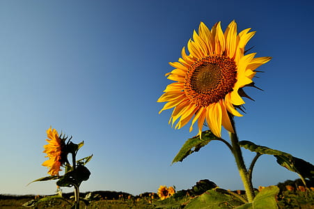 yellow sunflowers under blue sky during daytime thumbnail