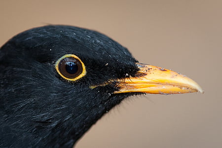 black bird with brown beak in close-up photography thumbnail