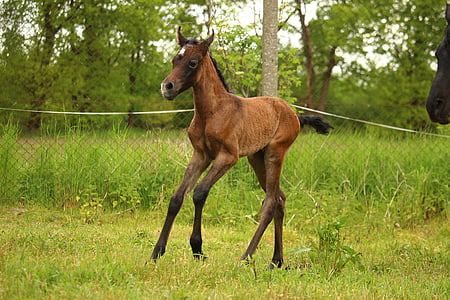 brown and white joey during daytime thumbnail