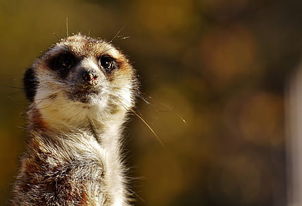 close-up photo of brown meerkat thumbnail
