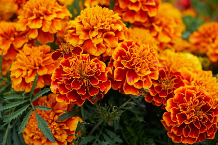 shallow focus photography of orange flowers thumbnail