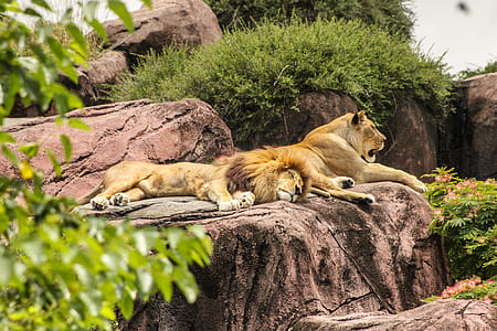 two lion lying on brown rock during daytime thumbnail