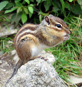 brown and gray rodent on the rock thumbnail