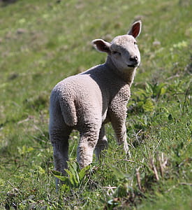 brown sheep thumbnail
