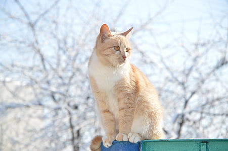 shallow focus photo of brown catt thumbnail