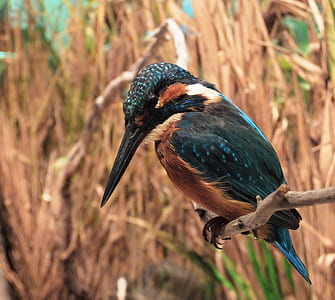 black and blue bird thumbnail