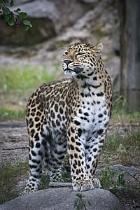 focus photography of leopard during daytime thumbnail