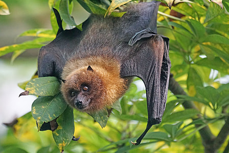 black bat hanged on string of tree at daytime thumbnail