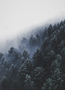 birds eye photography of forest under fog thumbnail