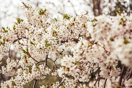 selective focus photography of cherry blossom flowers thumbnail