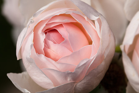 closeup photography of pink roses thumbnail