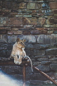 shallow focus photography of lioness lying on wood during daytime thumbnail