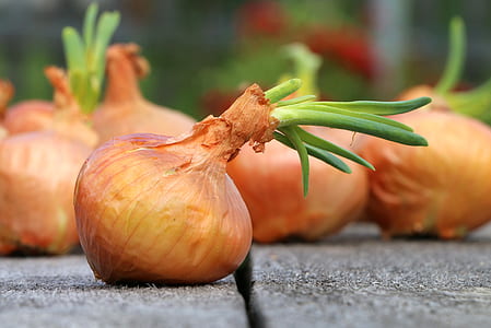 white onion thumbnail